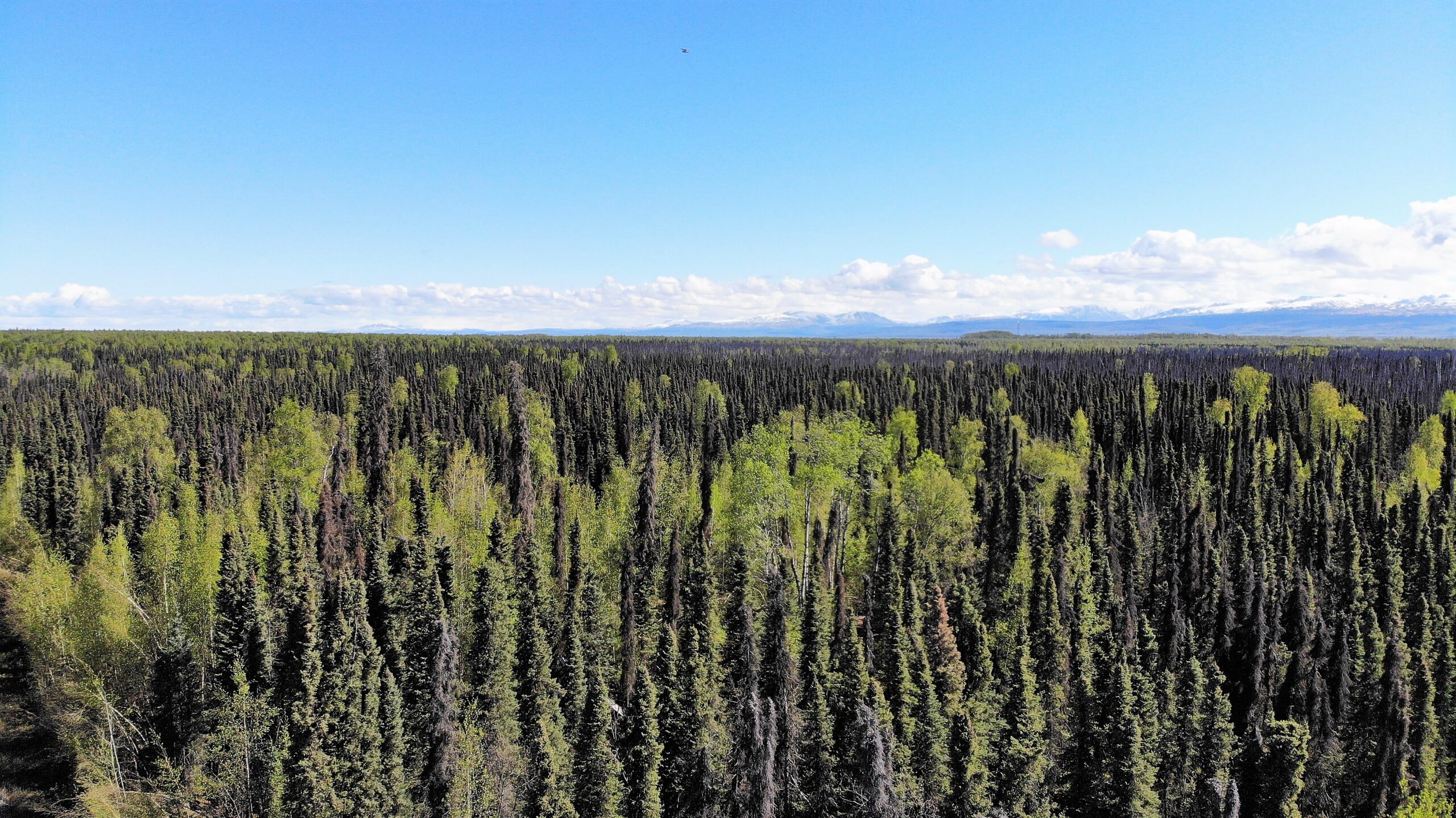 5 Acres Remote Land Willow Alaska with Road Access & Cabin