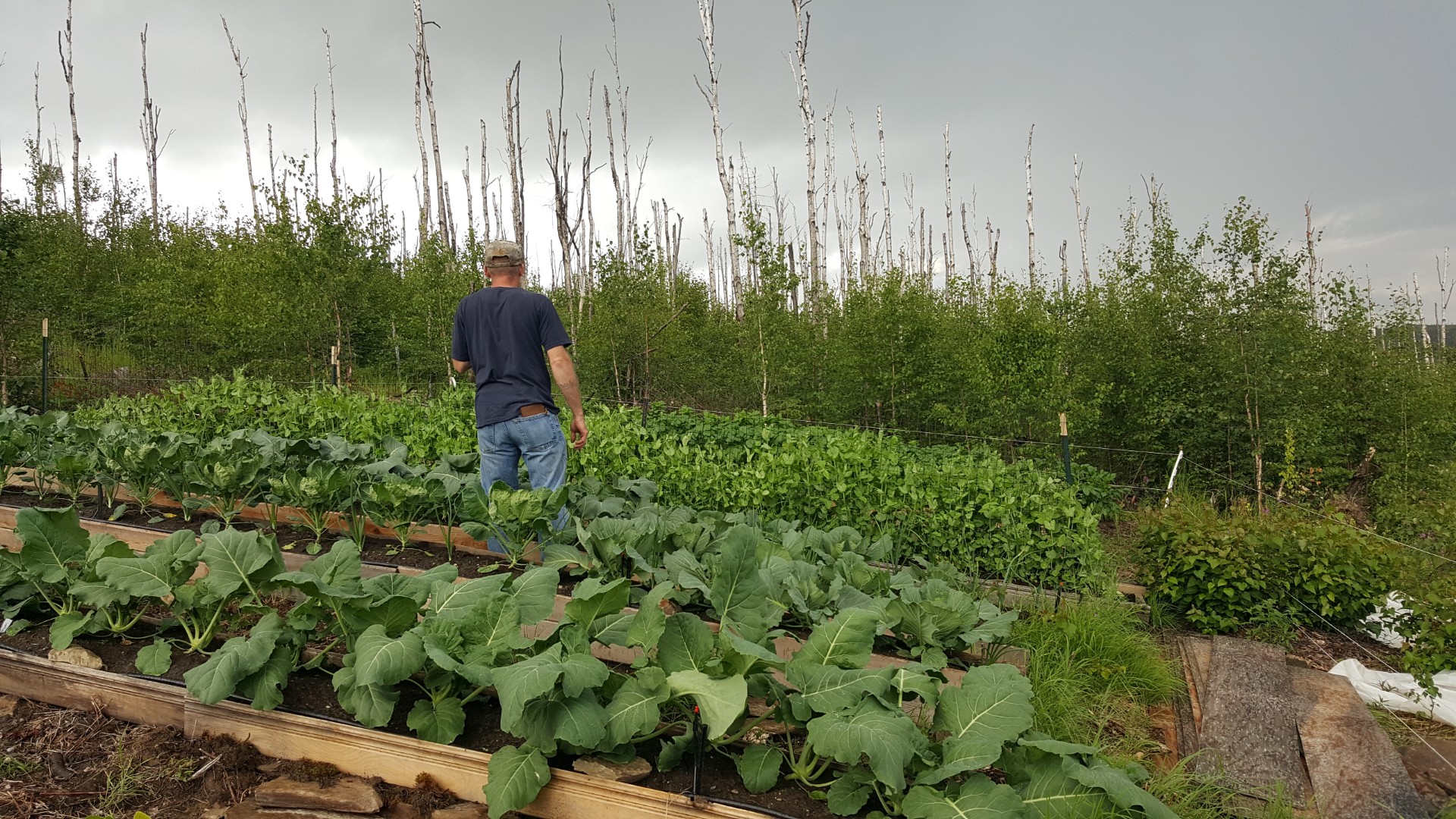 Remote Cabin Alaska, Off Grid Living, Near Fairbanks Alaska