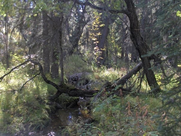 Featured image for “17.42 Acres Near Denali National Park | Remote Cabin Land in Healy Alaska”