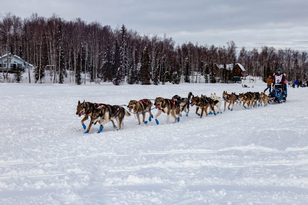 Iditarod