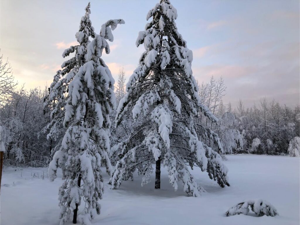 Trees